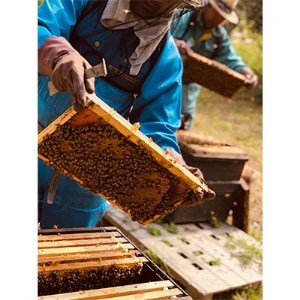 坂井養蜂場　昔ながらの蜂蜜　550g　2本組【1089941】