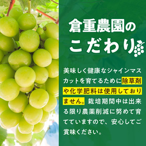 【2026年8月以降お届け】シャインマスカット（1～2房：約1000g～）_シャインマスカット 1房 ～ 2房 約1000g 酸味 甘み 美味しい 皮 薄い 食べやすい 冷蔵 フルーツ 果物 ぶどう シャイン マスカット 国産 おやつ デザート お取り寄せ お取り寄せグルメ 福岡県 久留米市 送料無料_Fg010