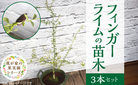 チーム田主丸【フィンガーライム苗木3本セット】_フィンガーライム 苗木 3本 セット チーム田主丸 柑橘類 柑橘 果実 フルーツ インテリア 植物 花木 ガーデニング 家庭栽培 高級食材 ブッシュタッカー 森のキャビア キャビアライム 福岡県 久留米市 お取り寄せ 送料無料_Hf038