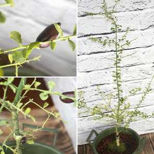 チーム田主丸【フィンガーライム苗木3本セット】_フィンガーライム 苗木 3本 セット チーム田主丸 柑橘類 柑橘 果実 フルーツ インテリア 植物 花木 ガーデニング 家庭栽培 高級食材 ブッシュタッカー 森のキャビア キャビアライム 福岡県 久留米市 お取り寄せ 送料無料_Hf038