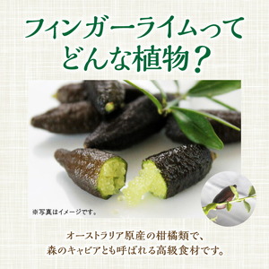 チーム田主丸【フィンガーライム苗木3本セット】_フィンガーライム 苗木 3本 セット チーム田主丸 柑橘類 柑橘 果実 フルーツ インテリア 植物 花木 ガーデニング 家庭栽培 高級食材 ブッシュタッカー 森のキャビア キャビアライム 福岡県 久留米市 お取り寄せ 送料無料_Hf038