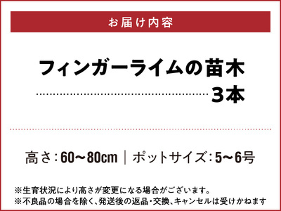 チーム田主丸【フィンガーライム苗木3本セット】_フィンガーライム 苗木 3本 セット チーム田主丸 柑橘類 柑橘 果実 フルーツ インテリア 植物 花木 ガーデニング 家庭栽培 高級食材 ブッシュタッカー 森のキャビア キャビアライム 福岡県 久留米市 お取り寄せ 送料無料_Hf038