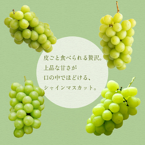 【2026年8月より順次発送】シャインマスカット（2房：約1kg）_シャインマスカット 2房 約1kg 九州 温暖 気候 活かす 農家 こだわり ご家庭用 先行受付 皮ごと食べられる 上品 甘さ フルーツ 果実 果物 ぶどう マスカット デザート おやつ お取り寄せ 福岡県 久留米市 送料無料_Fg013