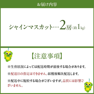 【2026年8月より順次発送】シャインマスカット（2房：約1kg）_シャインマスカット 2房 約1kg 九州 温暖 気候 活かす 農家 こだわり ご家庭用 先行受付 皮ごと食べられる 上品 甘さ フルーツ 果実 果物 ぶどう マスカット デザート おやつ お取り寄せ 福岡県 久留米市 送料無料_Fg013