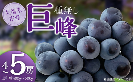 種無し巨峰　4房～5房_種無し 巨峰 1房 約400g〜500g 4～5房 約1.6kg 甘い 食べやすい 大粒 ぶどう 果物 フルーツ 果実 農家直送 冷蔵 プレゼント用 贈り物 旬の味覚 お取り寄せグルメ お取り寄せ グルメ 福岡県 久留米市 送料無料_Fg016
