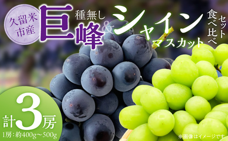 食べ比べ種無し巨峰とシャインマスカット　計3房_種無し巨峰 2房 シャインマスカット 1房 約1.2kg 計3房 食べ比べ セット 種なし 巨峰 食べやすい マスカット 大粒 濃厚 甘い ぶどう 果物 フルーツ 果実 農家直送 冷蔵 旬の味覚 お取り寄せグルメ お取り寄せ グルメ 福岡県 久留米市 送料無料_Fg017