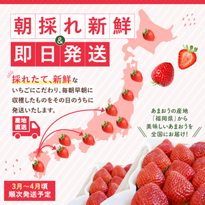 福岡県産あまおういちご　280g～300g×8パック（中粒）【3月～4月発送】 _ いちご あまおう 中粒 8パック 宇佐川農園 果物 フルーツ みずみずしい ジューシー 甘味 酸味 濃厚 ストロベリー パフェ ショートケーキ パンケーキ スムージー サンドイッチ ジャム 福岡県産 久留米市 お取り寄せ 送料無料  〔Fi077-04〕