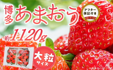 福岡県産あまおういちご　約280g以上×4パック（大粒）【3月～4月発送】 _ いちご あまおう 大粒 4パック 宇佐川農園 果物 フルーツ みずみずしい ジューシー 甘味 酸味 濃厚 ストロベリー パフェ ショートケーキ パンケーキ スムージー サンドイッチ ジャム 福岡県産 久留米市 お取り寄せ 送料無料  〔Fi077-02〕