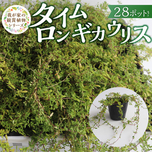 チーム田主丸『タイムロンギカウリス28ポット』 _ タイムロンギカウリス 9cmポット 28苗 花 チーム田主丸 常緑多年草 ハーブ 園芸 丈夫 育てやすい 品種 成長が早い グランドカバー プランツ 地植え 鉢植え ガーデニング 庭 花壇 寄せ植え 植物 育て方付き お取り寄せ 福岡県 久留米市 送料無料  〔Hf041〕