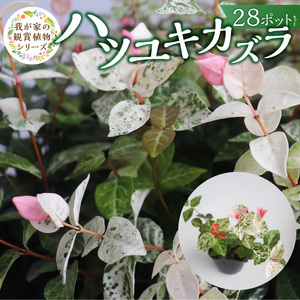チーム田主丸『ハツユキカズラ28ポット』 _ ハツユキカズラ 9cmポット 28苗 チーム田主丸 つる 常緑 ピンク 白 まだら模様 園芸 多年草 育てやすい グランドカバー プランツ 寄せ植え ハンギングバスケット 紅葉 地植え 鉢植え ガーデニング 庭 花壇 植物 育て方付き お取り寄せ 久留米市 送料無料  〔Hf042〕