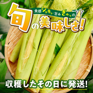 【2026年5月お届け】福岡県産 朝採れヤングコーン 50本 〔Gv052〕
