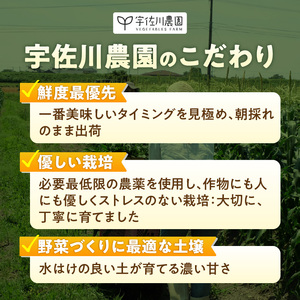 【2026年5月お届け】福岡県産 朝採れヤングコーン 50本 〔Gv052〕