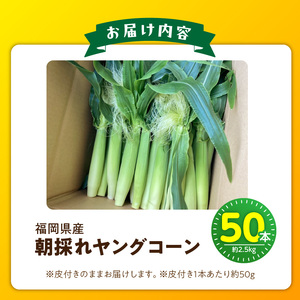 【2026年5月お届け】福岡県産 朝採れヤングコーン 50本 〔Gv052〕