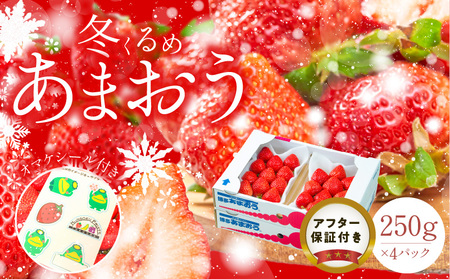 冬くるめあまおう4パック_冬くるめ あまおう 250g × 4パック 合計 1kg 冷蔵 苺本来の味 濃厚 甘い 果汁 アフター保証 安心安全 国産 いちご 果物 アレンジ おやつ お菓子 タルト クッキー フルーツ スイーツ スムージー ジャム 南国フルーツ お取り寄せ 福岡県 久留米市 送料無料_Fi011