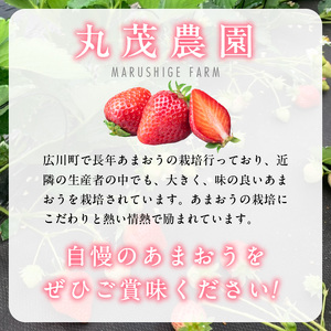 丸茂農園の福岡県産あまおう_丸茂農園の福岡県産あまおう いちご スイーツ 果物 デザート フルーツ 食べ方いろいろ ヨーグルト アイス ジャム 甘み 旬 酸味 濃厚 赤い 丸い 大きい うまい 肉厚 いちごの王様 お取り寄せ お取り寄せスイーツ 福岡県 久留米市 広川町 送料無料_Fi037