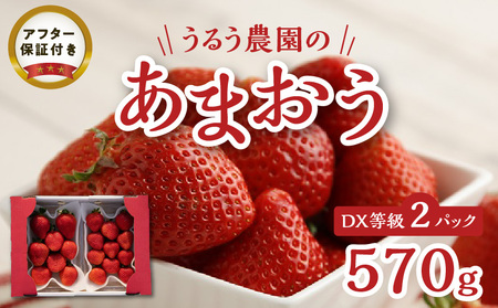 うるう農園のあまおうDX等級 2パック（570g）_いちご あまおう DX等級 2パック 570g 減農薬 有機質肥料 特別栽培 認定農家 うるう農園 福岡県 久留米市 採れたて 農家直送 フルーツ 果物 冷蔵 5年 研究開発 いちごジャム スイーツ お取り寄せ お取り寄せグルメ 送料無料_Fi007-V1