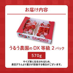 うるう農園のあまおうDX等級 2パック（570g）_いちご あまおう DX等級 2パック 570g 減農薬 有機質肥料 特別栽培 認定農家 うるう農園 福岡県 久留米市 採れたて 農家直送 フルーツ 果物 冷蔵 5年 研究開発 いちごジャム スイーツ お取り寄せ お取り寄せグルメ 送料無料_Fi007-V1