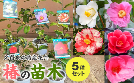 久留米の特産花卉 椿の苗木5種5本セット （椿2年生苗/高さ30cm前後）_苗木 椿 5種 セット 久留米の特産花卉 最小白花 太郎冠者 正義 紅侘助 赤春の台 秋～春 開花 花 一重咲 八重咲 鑑賞 説明書付き 鉢植え 花 庭 園芸 植え付け 支柱 ガーデニング 肥料 特産品 久留米つばき研究会 福岡県 久留米市 お取り寄せ 送料無料_Hf027