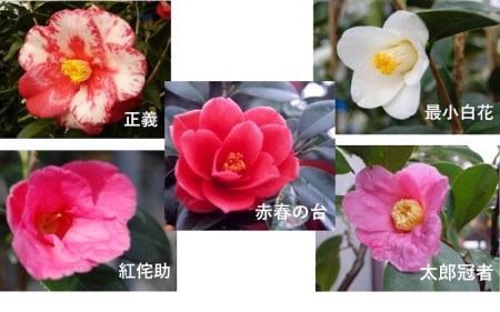 久留米の特産花卉 椿の苗木5種5本セット （椿2年生苗/高さ30cm前後）_苗木 椿 5種 セット 久留米の特産花卉 最小白花 太郎冠者 正義 紅侘助 赤春の台 秋～春 開花 花 一重咲 八重咲 鑑賞 説明書付き 鉢植え 花 庭 園芸 植え付け 支柱 ガーデニング 肥料 特産品 久留米つばき研究会 福岡県 久留米市 お取り寄せ 送料無料_Hf027