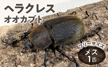 【ヘラクレスオオカブト】メス1匹（フリーサイズ）_ヘラクレスオオカブト カブトムシ ヘラクレス メス サイズフリー  福岡県 久留米市 虫 昆虫 成虫 生体 累代飼育 養殖 かぶとむし養殖工房ダイナステスPlus お取り寄せ 送料無料_Pb004