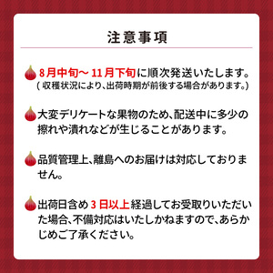 SDGs米糠堆肥で作った樹上完熟イチジク秀品700g以上（サイズ混合12個）潰れにくいイチジク専用容器入り_Gv040_酒見農産