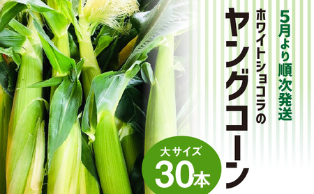 【2026年5月より順次発送】ホワイトショコラのヤングコーン 大サイズ30本_ヤングコーン 大サイズ 30本 ホワイトショコラ 新鮮 皮付き 朝採れ 農家直送 甘み ひげ 薄皮 食べられる 美味しい オーブン トースター おつまみ サラダ バター醤油 冷蔵 コーン とうもろこし 野菜 お取り寄せ お取り寄せグルメ 福岡県 久留米市 送料無料_Gv038