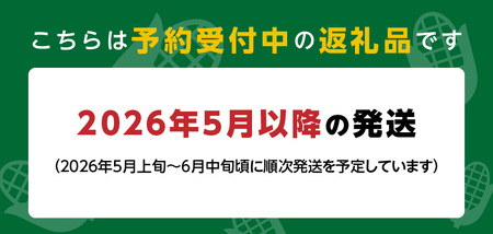 【2026年5月より順次発送】ホワイトショコラのヤングコーン 大サイズ30本_ヤングコーン 大サイズ 30本 ホワイトショコラ 新鮮 皮付き 朝採れ 農家直送 甘み ひげ 薄皮 食べられる 美味しい オーブン トースター おつまみ サラダ バター醤油 冷蔵 コーン とうもろこし 野菜 お取り寄せ お取り寄せグルメ 福岡県 久留米市 送料無料_Gv038