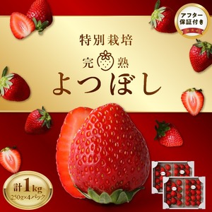 池田農園の特別栽培完熟よつぼし　250g×4パック_池田農園 特別栽培 完熟 よつぼし 250g × 4パック 濃厚 甘い 安心安全 栄養価が高い 福岡エコ農産物 いちご 果物 フルーツ スイーツ いちご煮 いちごジャム スムージー おやつ ストロベリー ゆりかーご お取り寄せ 贈り物 福岡県 久留米市 送料無料 〔Fi112_RCF1000〕 6,570円