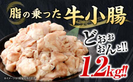 【2026年3月発送】もつ鍋セット 12人前 （醤油味）牛モツ1.2kg もつ鍋 ホルモン モツ 牛モツ 醤油 しょうゆ 鍋 セット 福岡