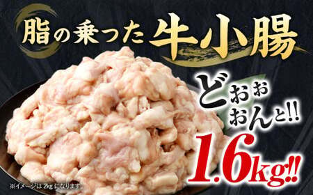 【2026年2月発送】もつ鍋セット  16人前 （醤油味） 牛モツ1.6kg もつ鍋 ホルモン モツ 牛モツ 醤油 しょうゆ 鍋 セット 福岡