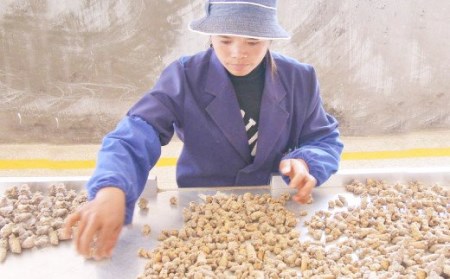 うらべの田七人参 (250mg×248粒)×1袋