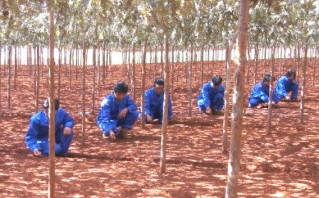 うらべの田七人参 (250mg×248粒)×1袋