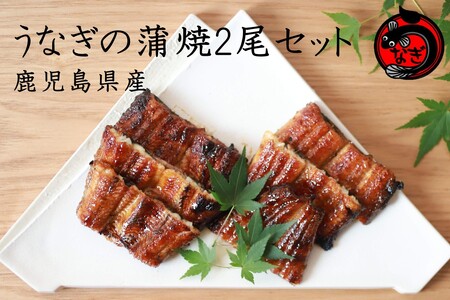 鹿児島産うなぎの蒲焼2尾セット国産 特大 うなぎ 鰻 ウナギ 蒲焼 有頭 お取り寄せ 冷凍【B7-032】
