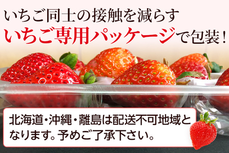 ふるさと納税】【定期便】農家直送 朝どり新鮮いちご【博多あまおう