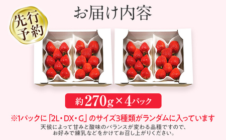 【先行予約/2025年】あまおうプレミアム 約270g×4パック《2025年2月以降順次発送》 農家直送 あまおう いちご 苺 フルーツ お取り寄せグルメ お取り寄せ 福岡 お土産 九州 福岡土産 取り寄せ グルメ 福岡県 【北海道・沖縄・離島への配送不可】