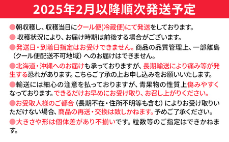 【先行予約/2025年】あまおうプレミアム 約270g×4パック《2025年2月以降順次発送》 農家直送 あまおう いちご 苺 フルーツ お取り寄せグルメ お取り寄せ 福岡 お土産 九州 福岡土産 取り寄せ グルメ 福岡県 【北海道・沖縄・離島への配送不可】