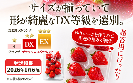 いちご あまおう アフター保証 8～9粒入り×2パック R8年1月以降順次発送 イチゴ 苺 果物