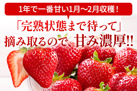 いちご あまおう アフター保証 約275g×4パック R8年2月以降順次発送 イチゴ 苺 果物