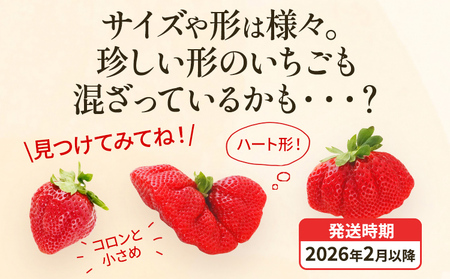 アフター保証 あまおう 約550g（約275g×2パック）【先行受付／2026年2月以降順次発送予定】いちご 大粒 不揃い 苺 イチゴ 福岡高級 フルーツ 土産 福岡県