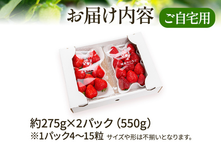 アフター保証 あまおう 約550g（約275g×2パック）【先行受付／2026年2月以降順次発送予定】いちご 大粒 不揃い 苺 イチゴ 福岡高級 フルーツ 土産 福岡県