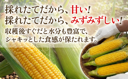 とうもろこし スイートコーン 3kg(6~9本)野菜 コーン スーパースイートコーン 採れたて 糖度20度 【2026年5月下旬頃より順次発送予定】