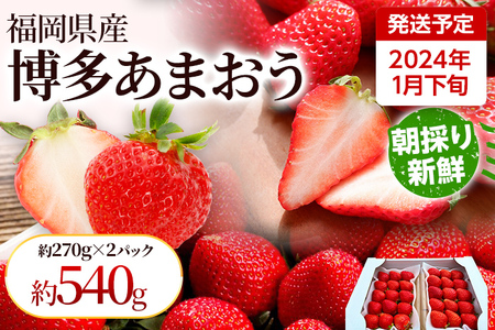 先行受付】あまおう 農家直送 朝採り新鮮いちご 約270g×2パック＜2024年1月下旬より順次発送＞ | 福岡県田川市 |  ふるさと納税サイト「ふるなび」