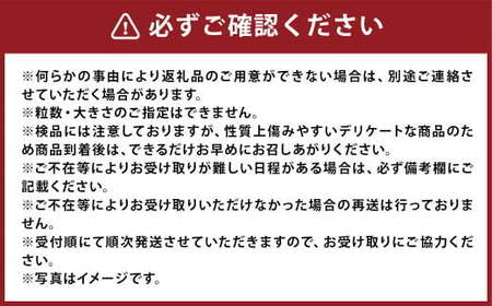 巨峰 300g×4パック 合計約1.2kg ぶどう ブドウ 葡萄 グレープ フルーツ 果物 果実 福岡県 柳川市 国産 【2025年8月下旬～9月上旬迄発送予定】