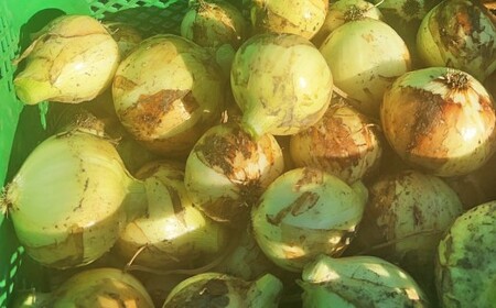 【先行予約】 【訳あり】 たなか農産の柳川産 新玉ねぎ 約10kg 【2026年4月上旬～6月下旬迄順次発送予定】 訳アリ 理由あり わけあり 新玉葱 玉葱 玉ねぎ たまねぎ 野菜 春限定 国産 九州 福岡県 柳川市 常温