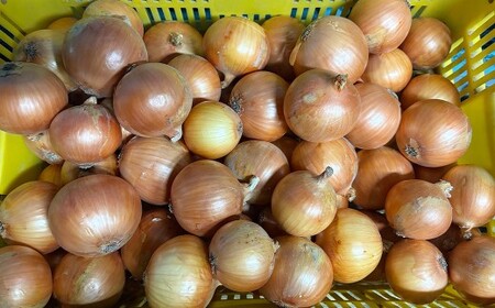 【先行予約】 【訳あり】 たなか農産の柳川産 玉ねぎ 約10kg 【2026年6月下旬～8月上旬迄順次発送予定】 訳アリ 理由あり わけあり 乾燥玉葱 玉葱 玉ねぎ たまねぎ 乾燥野菜 野菜 国産 九州 福岡県 柳川市 常温