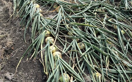 【先行予約】 【訳あり】 たなか農産の柳川産 玉ねぎ 約10kg 【2026年6月下旬～8月上旬迄順次発送予定】 訳アリ 理由あり わけあり 乾燥玉葱 玉葱 玉ねぎ たまねぎ 乾燥野菜 野菜 国産 九州 福岡県 柳川市 常温