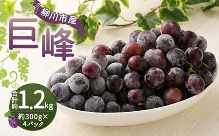 巨峰 300g×4パック 合計約1.2kg ぶどう ブドウ 葡萄 グレープ フルーツ 果物 果実 福岡県 柳川市 国産 【2026年8月下旬～9月上旬迄発送予定】