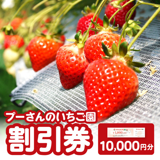 プーさんのいちご園　割引券（10,000円分） 【レターパック】イチゴ狩り あまおう 恋みのり 紅ほっぺ さがほのか かおり野 おいCベリー あまえくぼ よつぼし 高設栽培 多段式 バリアフリー 車椅子 子供 品種 完熟 摘みたて 新鮮 家族 清潔 福岡県 八女市 090-007