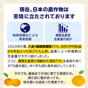 【訳あり】もったいな果シリーズ 不知火 缶詰 5号缶×12缶 セット 007-026