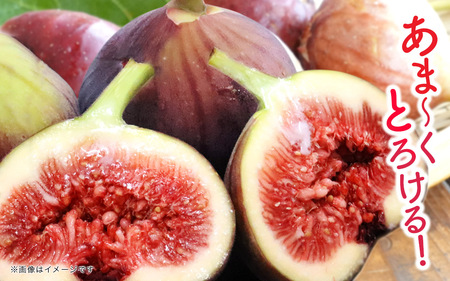 【先行受付】【2026年9月～10月頃順次発送】福岡県オリジナル品種 高糖度プレミアムいちじく 「とよみつひめ」約1.2kg 072-195